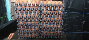 Big Fresh Farm Eggs