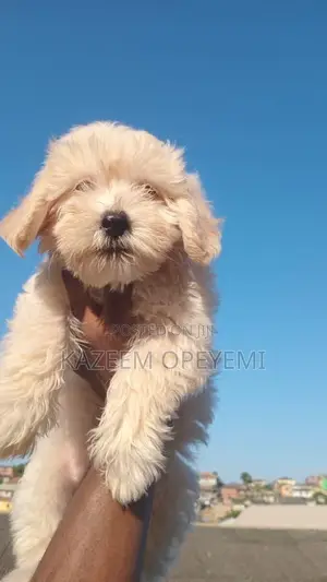 1-3 months Male Purebred Lhasa Apso