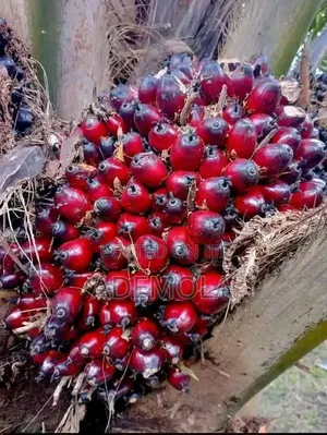 Seedlings and Furmugation