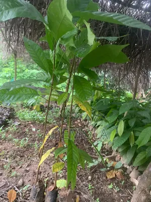 Seedlings Furmugation and Farm Management