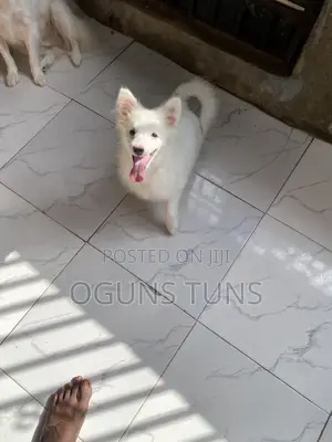 3-6 months Male Purebred American Eskimo