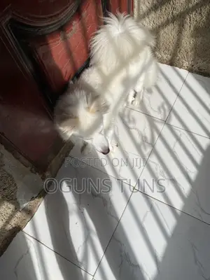 1+ year Female Purebred American Eskimo