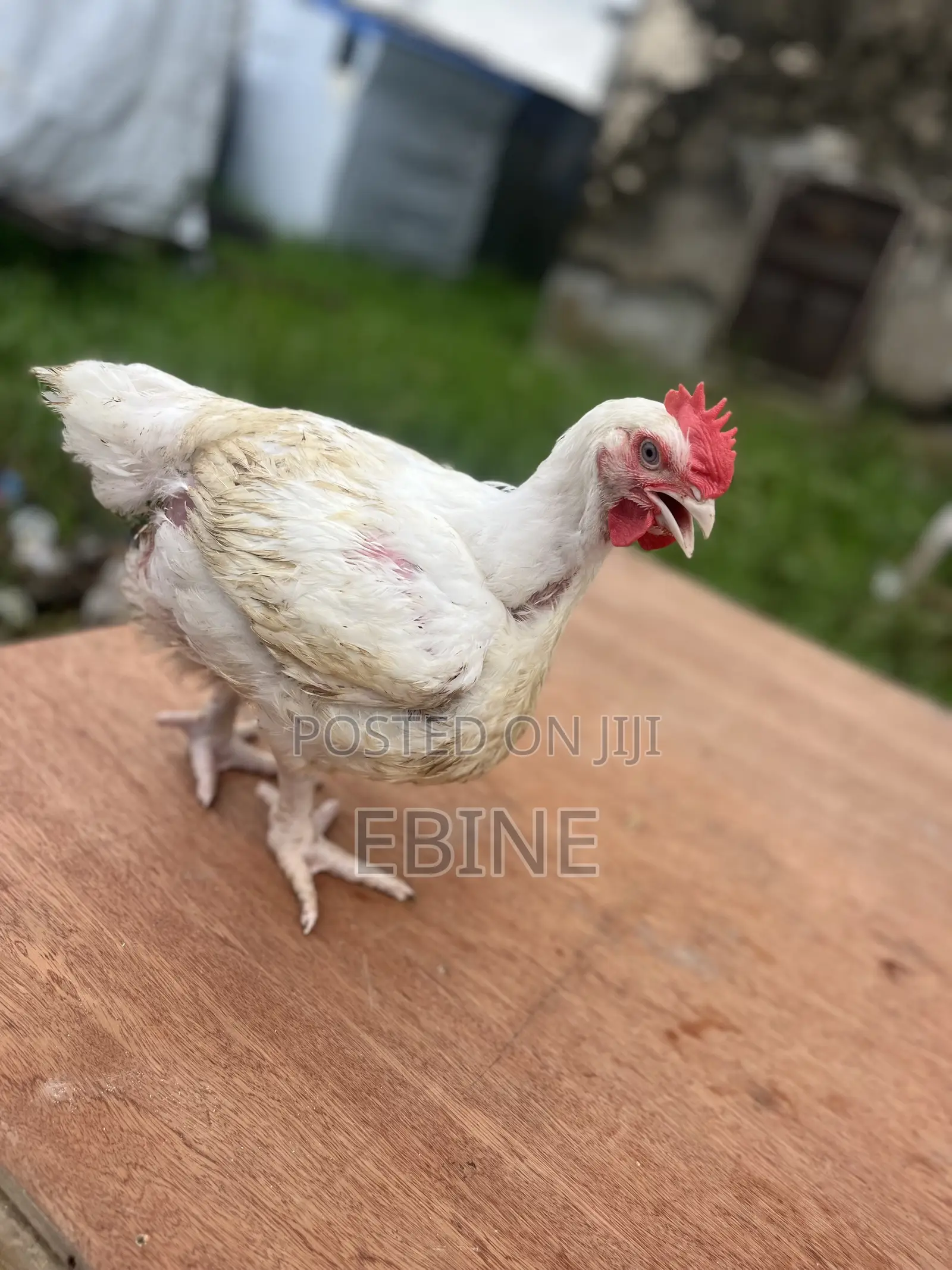 Boilers Chicken