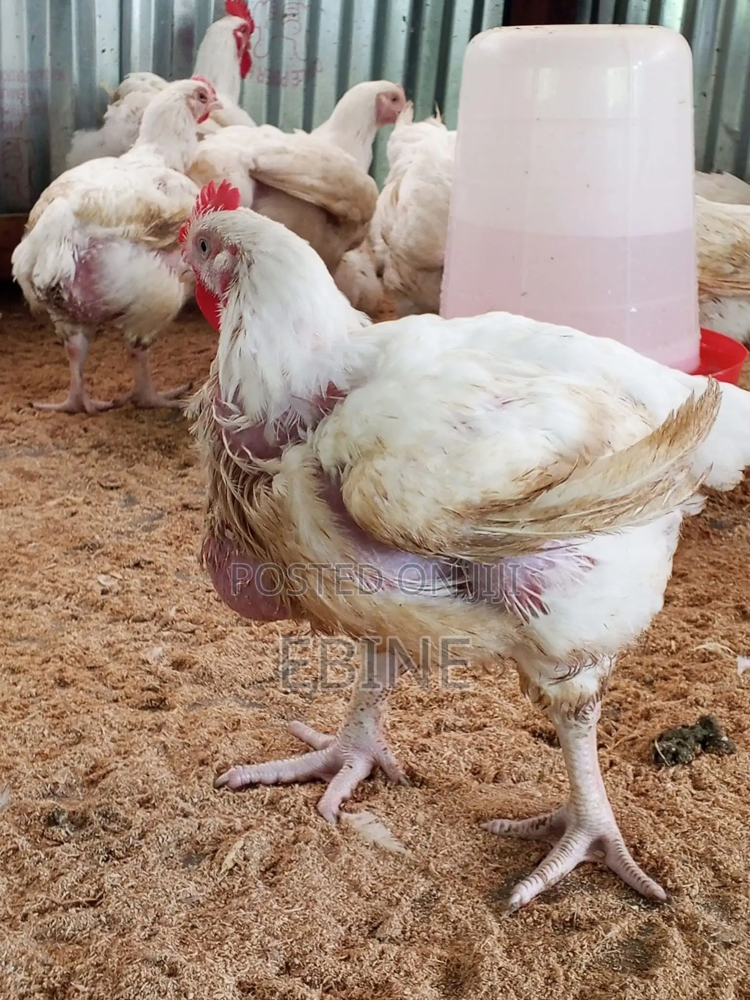 Boilers Chicken