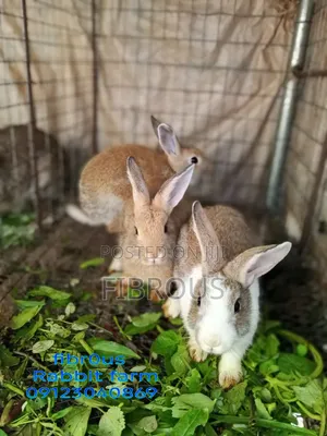 Weaner Rabbit