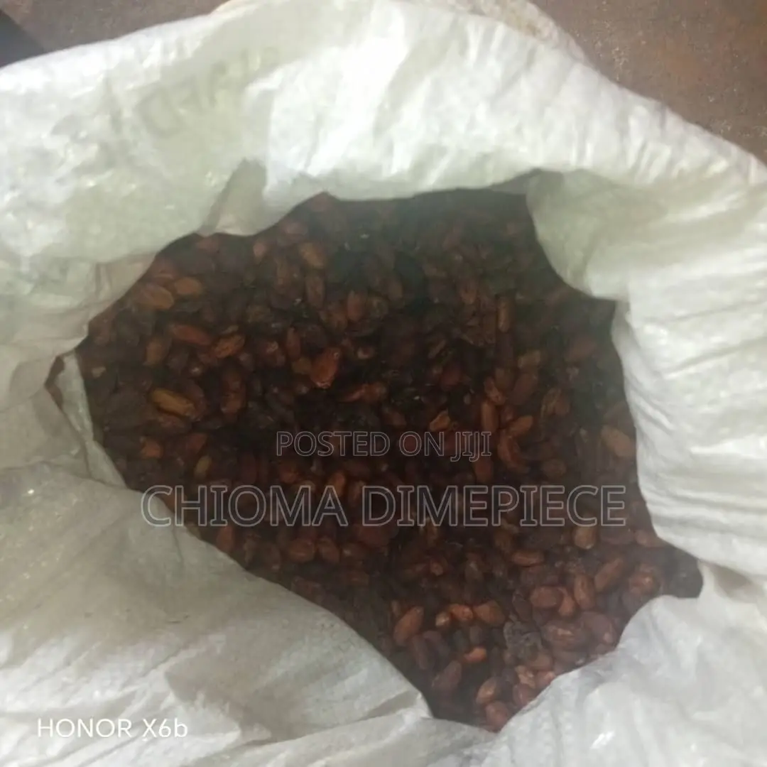 Cocoa Seed