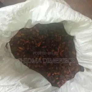Cocoa Seed