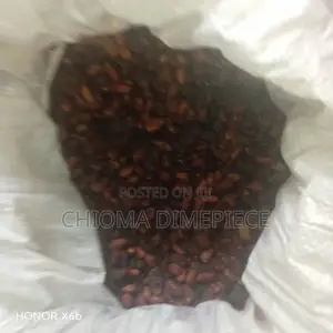 Cocoa Seed