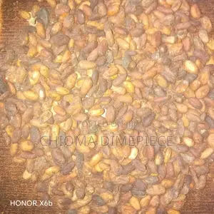Cocoa Seed
