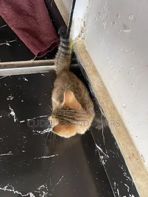 0-1 month Male Purebred Tabby