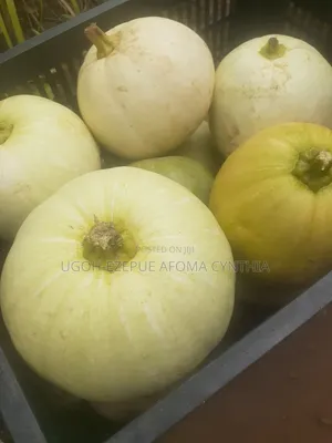 Pumpkin Fruit