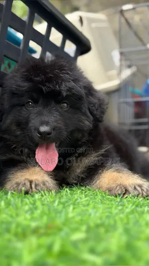 1-3 months Female Purebred German Shepherd