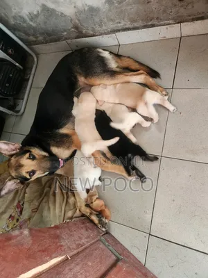0-1 month Female Purebred German Shepherd