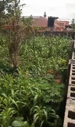 100ft by 200ft Fence Round in a Serene Environment