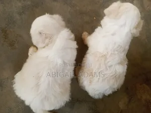 1-3 months Female Purebred Lhasa Apso