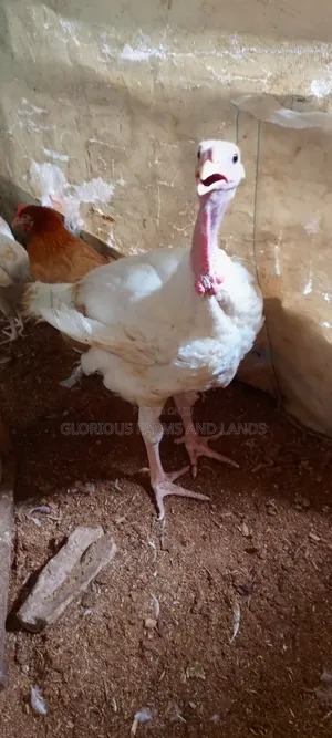 10 Weeks Male Imported Turkey