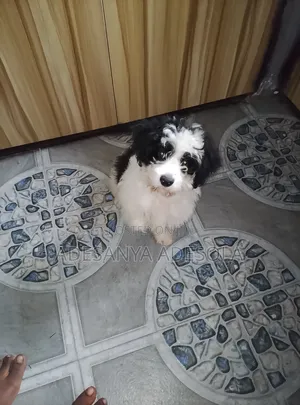 3-6 months Male Mixed Breed Shih Tzu