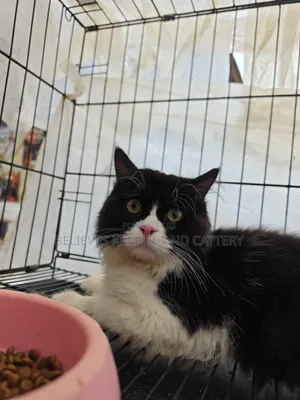 6-12 months Male Purebred Persian