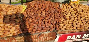 Date Farm Supplier and Consultant
