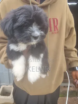 1-3 months Female Purebred Lhasa Apso