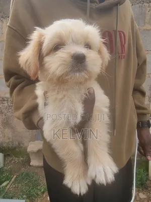 1-3 months Male Purebred Lhasa Apso