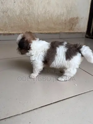 0-1 month Female Mixed Breed Lhasa Apso