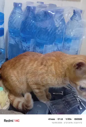 3-6 months Female Mixed Breed Cat