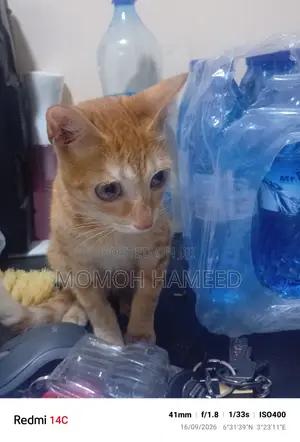 3-6 months Female Mixed Breed Cat