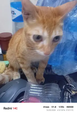 3-6 months Female Mixed Breed Cat