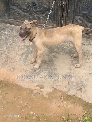 1-3 months Female Purebred Boerboel