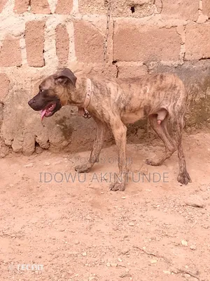 3-6 months Male Purebred Boerboel
