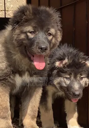 1-3 months Female Purebred Caucasian Shepherd
