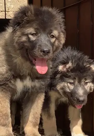 1-3 months Female Purebred Caucasian Shepherd