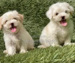 1-3 months Female Purebred Lhasa Apso