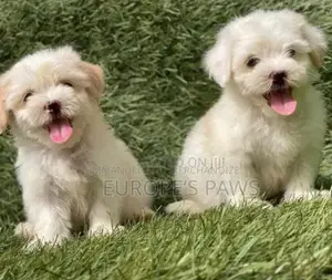 1-3 months Female Purebred Lhasa Apso