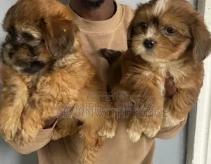 1-3 months Female Purebred Lhasa Apso