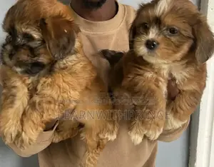 1-3 months Female Purebred Lhasa Apso