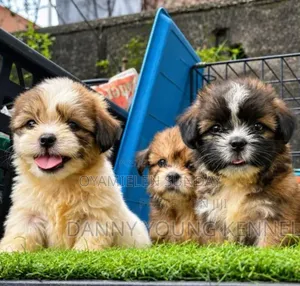 1-3 months Male Purebred Lhasa Apso