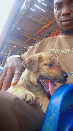 0-1 month Female Purebred Boerboel