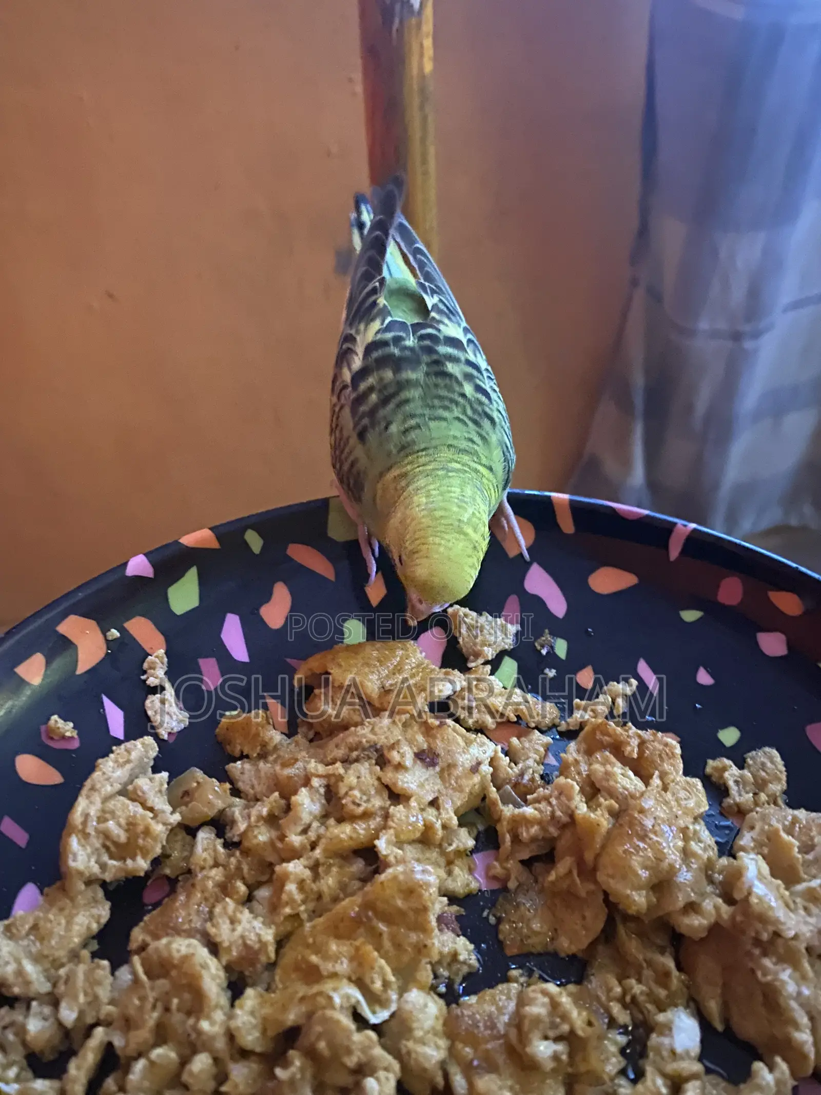 Parrot Training