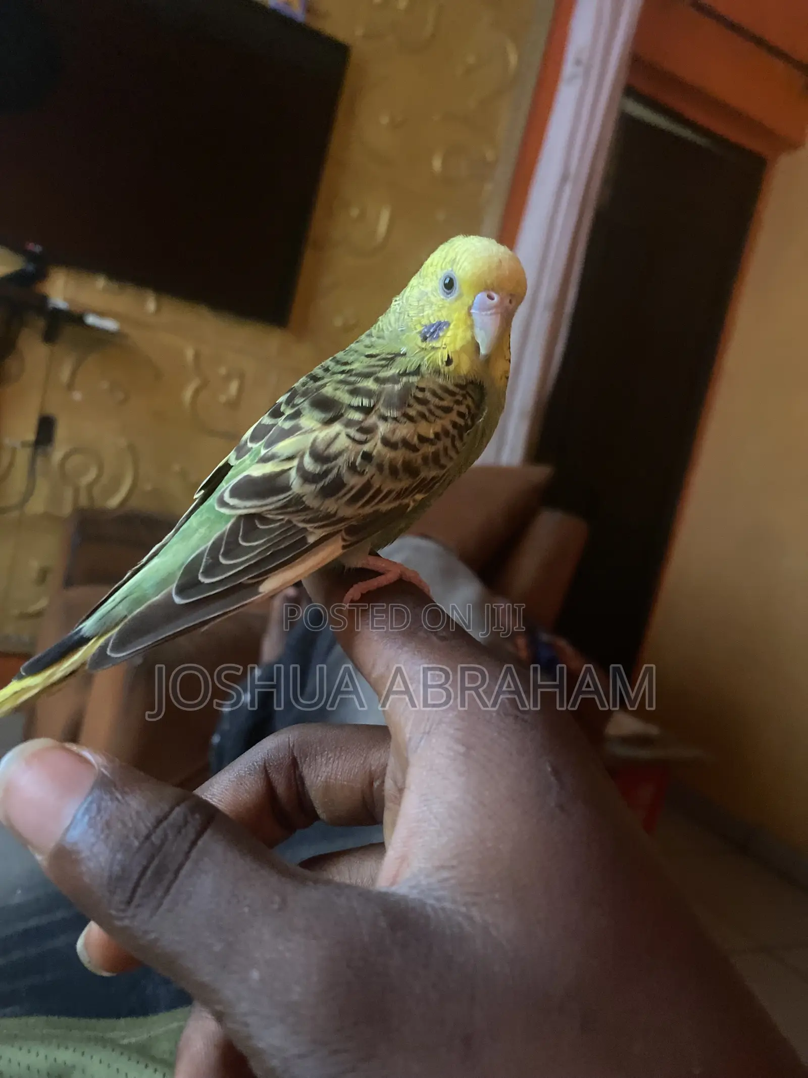 Parrot Training