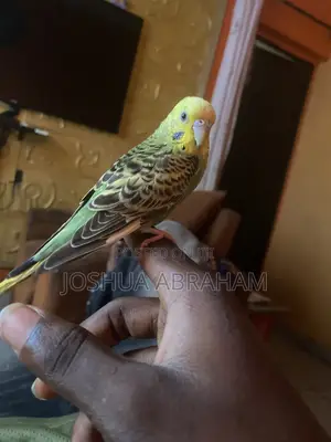 Parrot Training