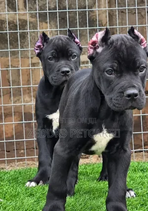 1-3 months Female Purebred Cane Corso