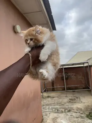 1-3 months Male Purebred Persian