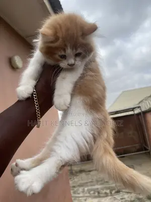 1-3 months Male Purebred Persian
