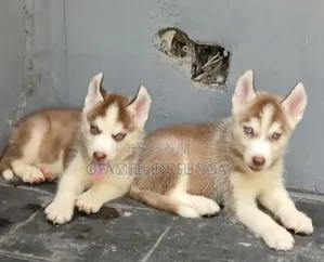 1-3 months Female Purebred Siberian Husky