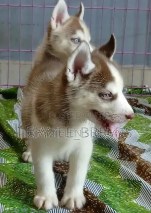 1-3 months Male Purebred Siberian Husky