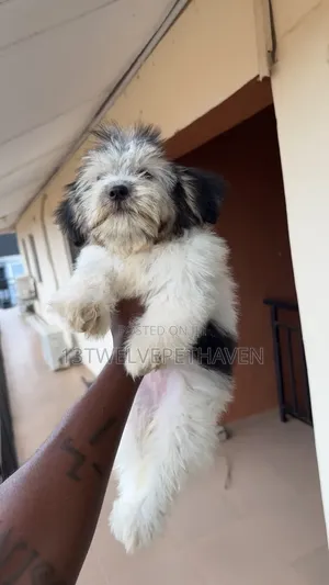 3-6 months Female Purebred Lhasa Apso