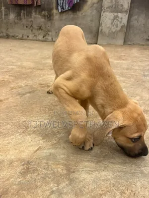 1-3 months Male Purebred Boerboel
