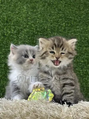 1-3 months Female Purebred Persian